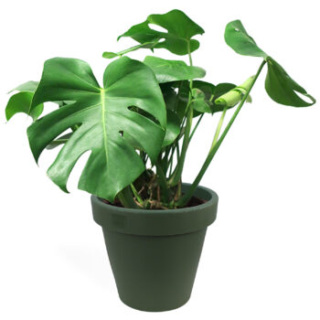 Green 35cm Weatherproof Planter Flower Pot