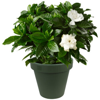 Green 25cm Weatherproof Planter Flower Pot